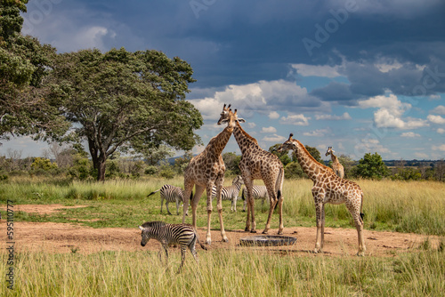 Fototapeta Naklejka Na Ścianę i Meble -  Several wild animals (zebra and giraffe), gathering around water source in savannah in national preservation park Imire, in Zimbabwe, scenic landscape before sunset, touristic destination for safari