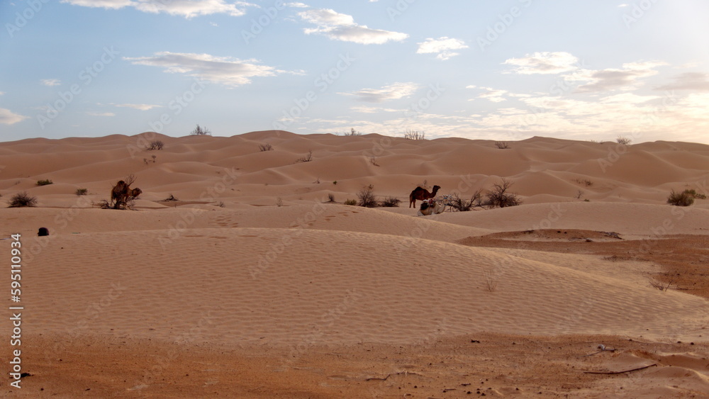 Dromedary camel (Camelus dromedarius) in the Sahara Desert, outside of Douz, Tunisia