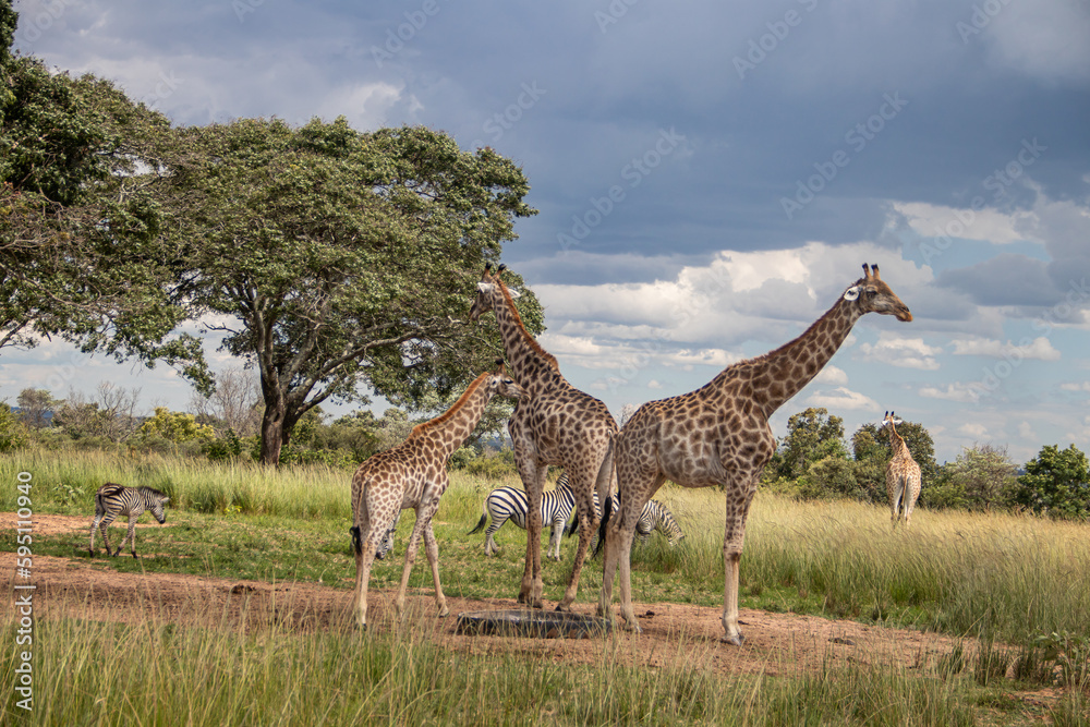 Obraz premium Several wild animals (zebra and giraffe), gathering around water source in savannah in national preservation park Imire, in Zimbabwe, scenic landscape before sunset, touristic destination for 1 day