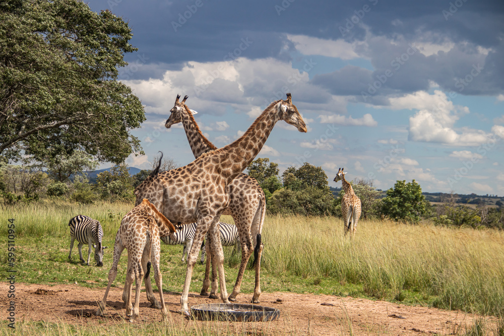 Obraz premium Several wild animals (zebra and giraffe), gathering around water source in savannah in national preservation park Imire, in Zimbabwe, scenic landscape before sunset, touristic destination for 1 day