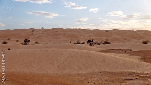 Dromedary camel  Camelus dromedarius  in the Sahara Desert  outside of Douz  Tunisia