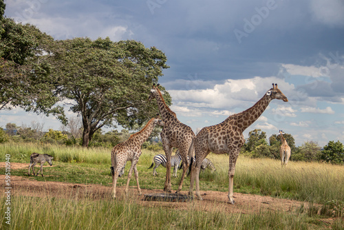 Several wild animals (zebra and giraffe), gathering around water source in savannah in national preservation park Imire, in Zimbabwe, scenic landscape before sunset, touristic destination for 1 day