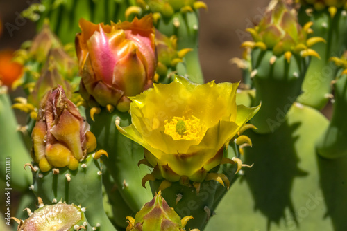 Plains prickly pear cactus blooming, Desert Botanical Garden, Phoenix, Arizona.