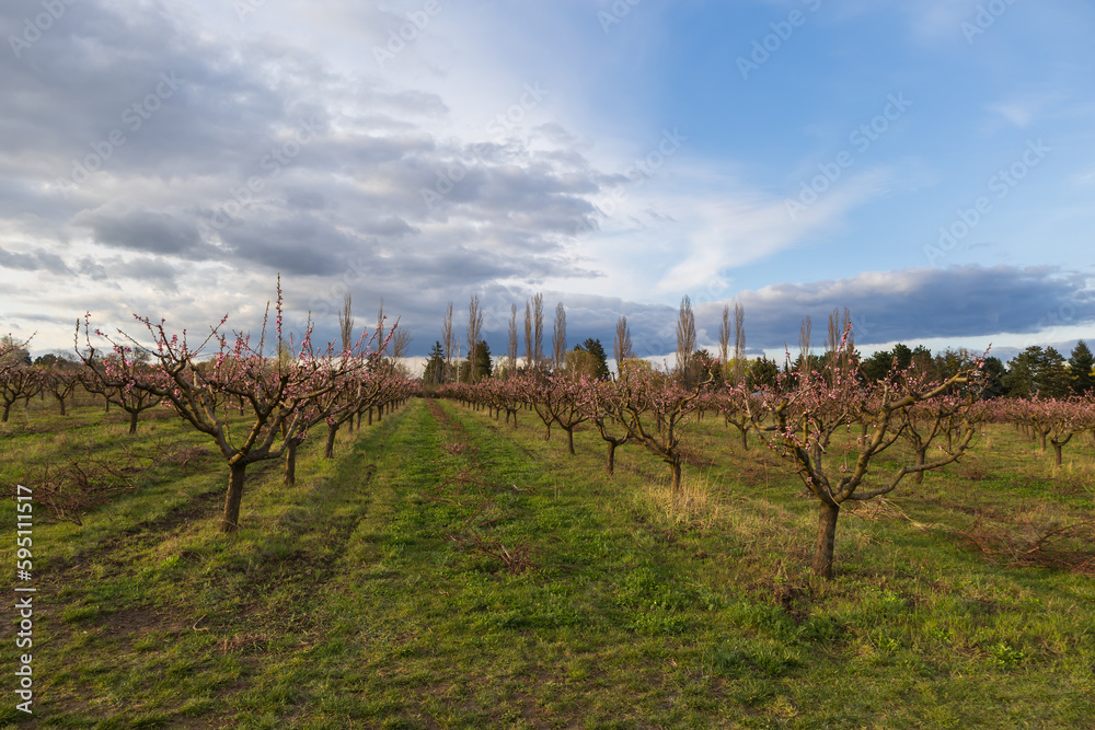 Obraz premium Beautiful peach orchard. There are pink flowers on the trees. There is green grass between the trees. The sky is blue.