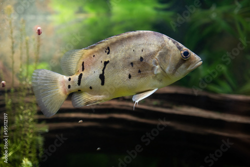 Siamese tiger perch fish. Cichlasoma meeki fish. Freshwater bony fish. Datnioides pulcher