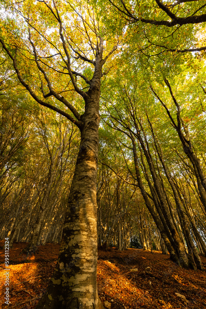 Fototapeta premium Canfaito fagus forest in autumn