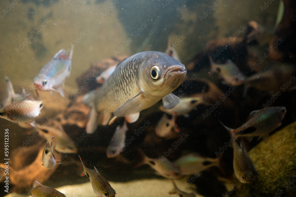 Fish Leuciscus cephalus. Squalius Fish Leuciscus cephalus. Squalius