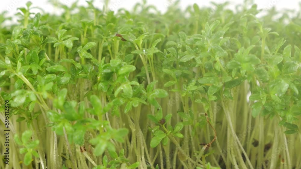 Watering microgreens garden cress seedling with small drops of water. Slow motion. The microgreen in plastic trays. Watering microgreens garden cress seedling with small drops of water. Slow motion. The microgreen in plastic trays.