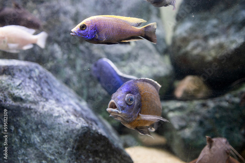 Obraz na plátně Fish Copadichromis borleyi