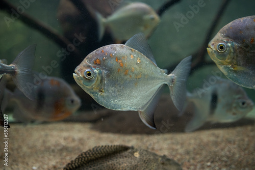 Fish Pakousi. Myloplus rubripinnis (Myleus rubripinnis). Red Hook (redhook pacu).  Fish Myleus. Herbivorous fish. Habitat South America photo