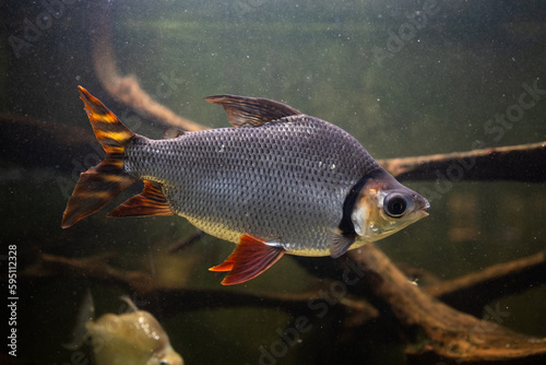 Fish semaprochilodus.
