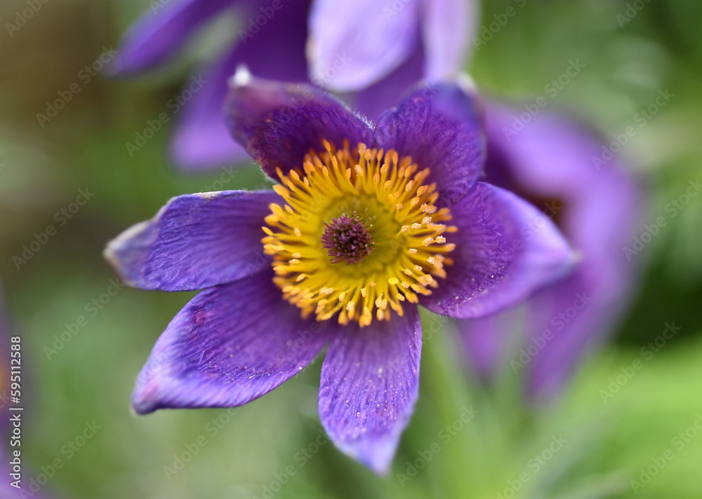 Nahaufnahme einer violetten Küchenschelle Nahaufnahme einer violetten Küchenschelle