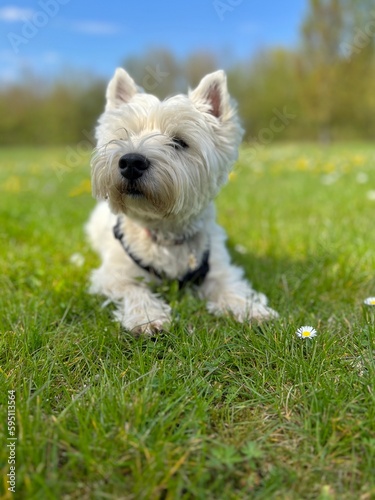 jack russell terrier