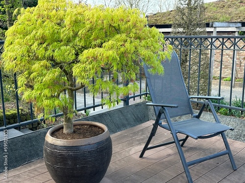 Japanese maple on the balcony close-up. Acer palmatum 'Dissectum' on the balcony terrace. Grey garden chair. Wooden decking. 
