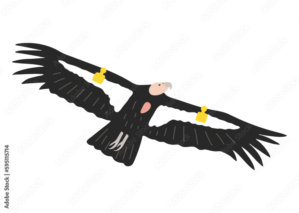 Naklejka premium Hand drawn California condor illustration