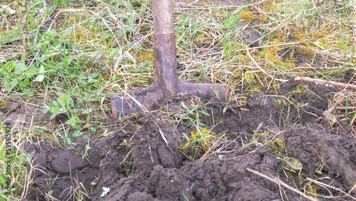 Shovel digging in the ground. A shovel stuck in the ground