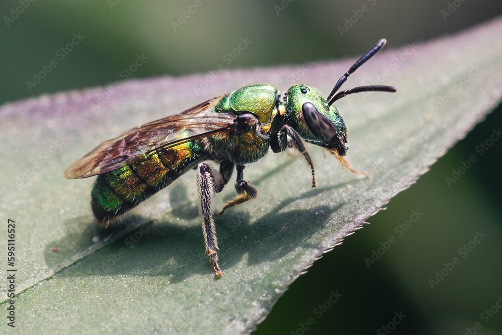 Close-up of an Augochlora pura metallic green sweat bee resting on a leaf. Long Island, New York, USA. Close-up of an Augochlora pura metallic green sweat bee resting on a leaf. Long Island, New York, USA.