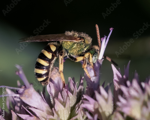 Macro of a bicolored striped metallic green sweat bee (Agapostemon) feeding and pollinating purple lavender flowers. Long Island, New York. 