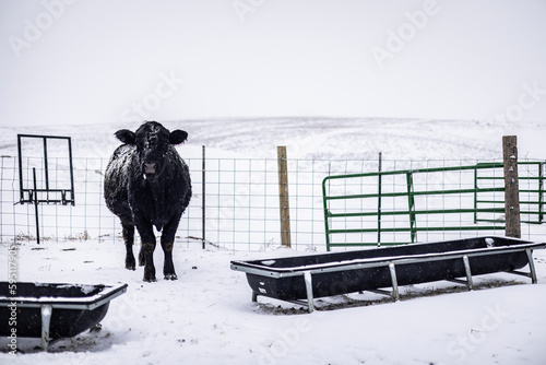 A snowy cow in a field