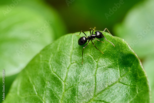 Close up view of little ant on green leaf. © Микола Бордужак