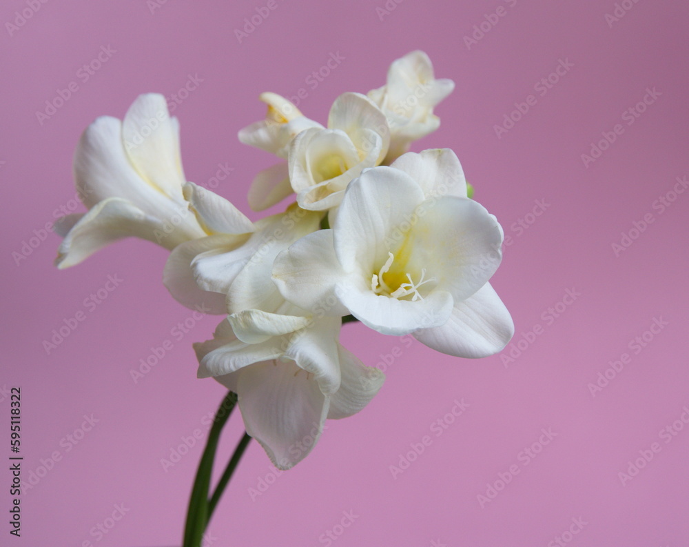 White Freesia in bloom, genus Anomatheca, on lilac pink  background