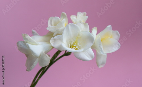 White Freesia in bloom, genus Anomatheca, on lilac pink background