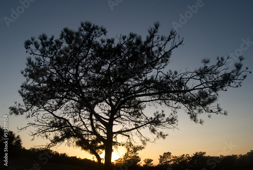 Torrey pine silhouette after sunset in Torrey Pines State Natural Reserve  La Jolla  California