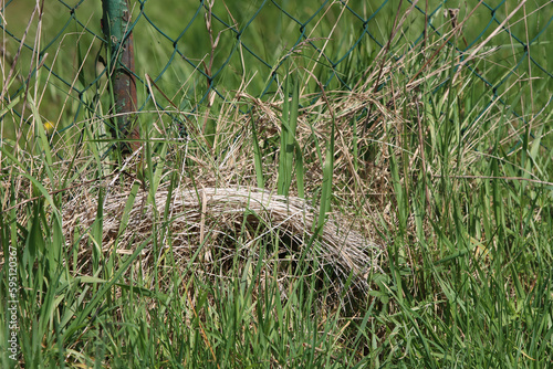 gras, grün, zaun, altes heu