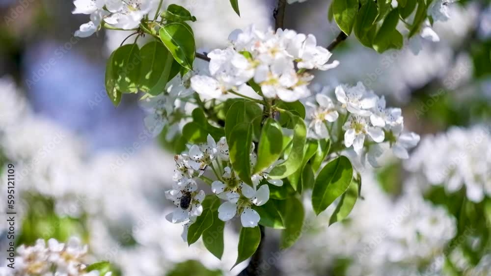 Insects and bees pollinate flowers on a tree Insects and bees pollinate flowers on a tree