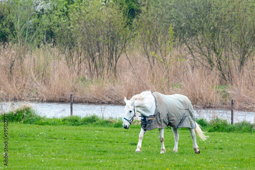 Horse with a blanket walking in front of a a grass meadow and a ditch