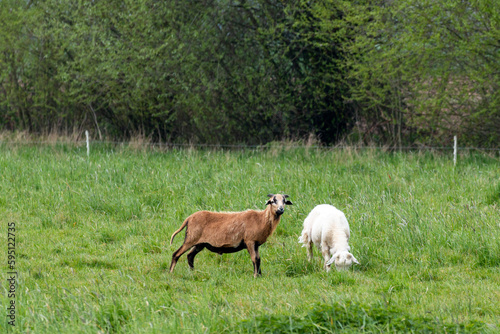 sheep stands next to a goat in a grassy landscape © Daniel Doorakkers