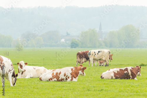 cows stand and lie in the meadow in a Dutch polder landscape