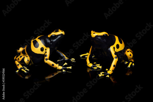 Dendrobates leucomelas closeup,  Dart frog closeup on isolated background, Dendrobates leucomelas closeup on black background photo