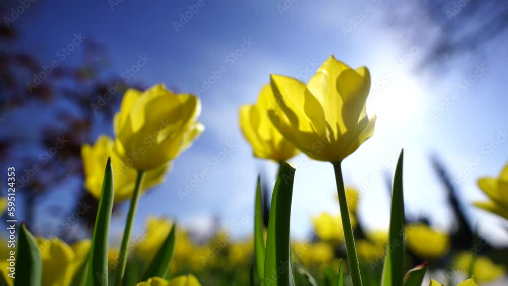 Yellow tulips bloom in a flower bed, set against a backdrop of blue sky and leafy trees, a cheerful symbol of spring's arrival. Yellow tulips bloom in a flower bed, set against a backdrop of blue sky and leafy trees, a cheerful symbol of spring's arrival.