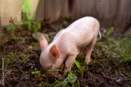 Piglet digs the ground. Agriculture. Livestock. Organic farm.