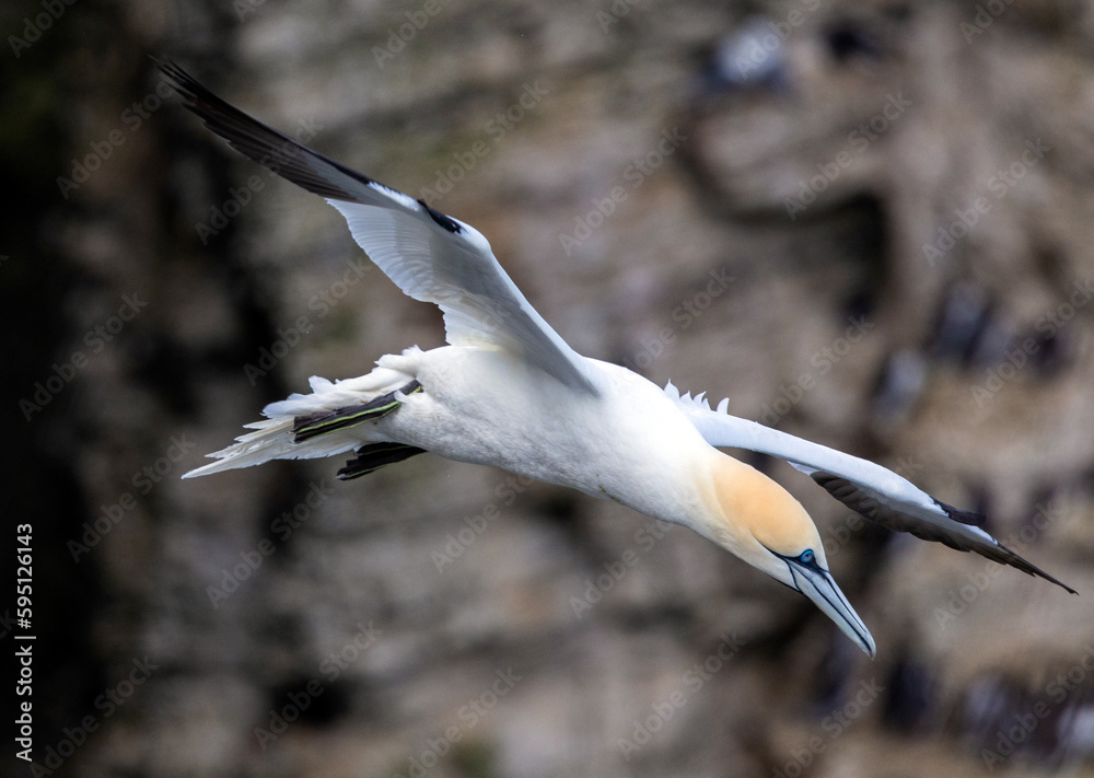 Northern Gannet (Morus bassanus) which visits UK's shorelines for breeding during summer months
Northern Gannet (Morus bassanus) which visits UK's shorelines for breeding during summer months