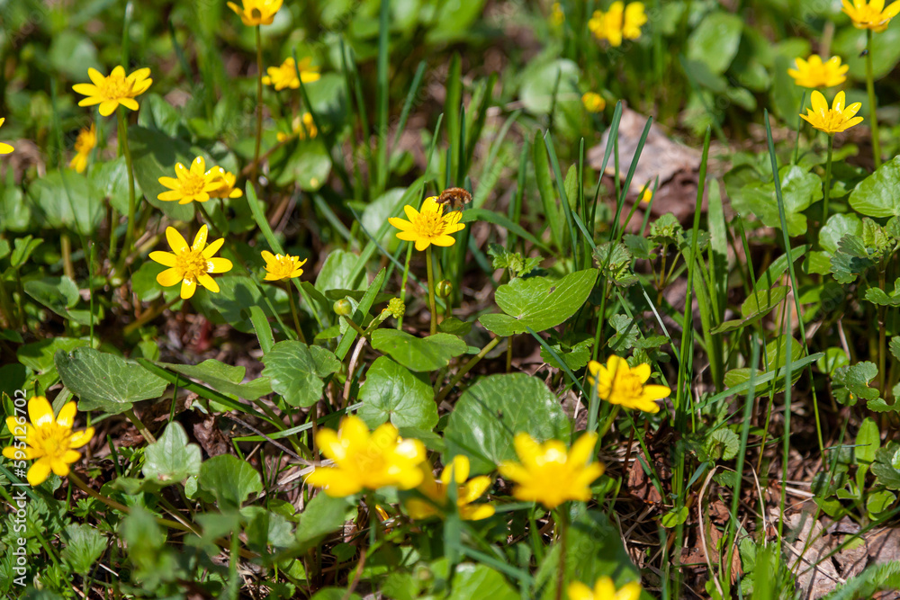 Yellow flowers opened their petals to the sun and a flying bumblebee. Yellow early spring flowers in a forest clearing. Ficaria Verna. Selective focus. Yellow flowers opened their petals to the sun and a flying bumblebee. Yellow early spring flowers in a forest clearing. Ficaria Verna. Selective focus.