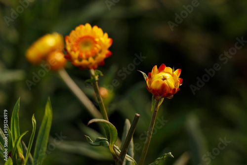 Xerochrysum bracteatum, commonly known as the golden everlasting or strawflower, is a flowering plant in the family Asteraceae native to Australia, it seems in munnar, ooty in india