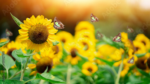 Monarch Butterfly, on bright yellow sunflowers on a sunny summer morning Forest glade with lots of white spring flowers and butterflies on a sunny day. butterfly on sunflowers. © Montri