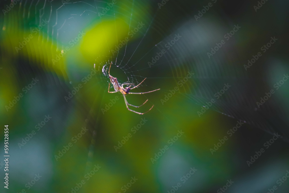 Blurred silhouette of a spider in a web on a blurred natural green background Blurred silhouette of a spider in a web on a blurred natural green background