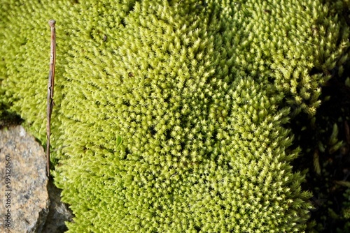 Close up of green moss on a tree trunk