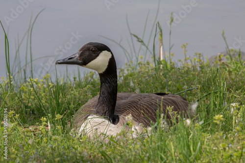 Female Canada Goose on nest