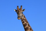 portrait of a giraffe against blue sky