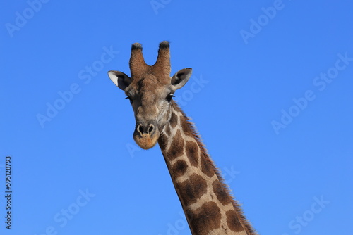 portrait of a giraffe against blue sky