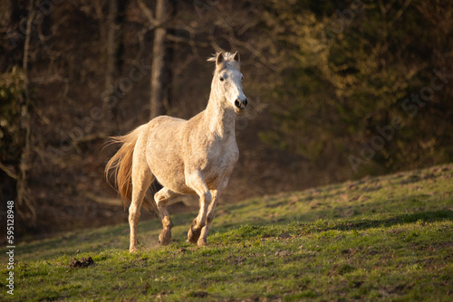 Schimmel galopiert in Abendsonne
