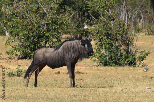 wildebeest in the wild of etosha