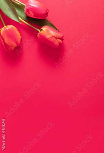 Creative arrangement of spring tulips on red background. Flowers flat lay. Monochromatic copy space.