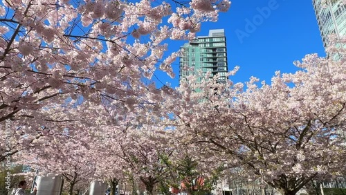 Spring Cherry Blossoms in full bloom