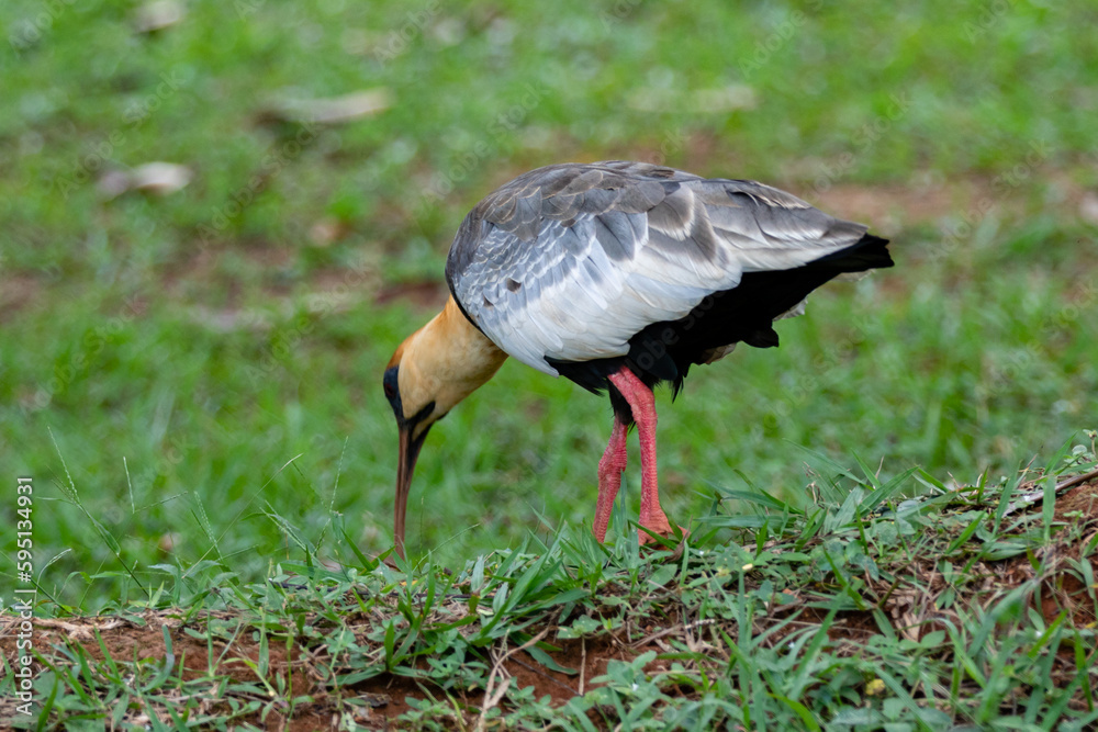 Naklejka premium Curicaca bird (Theristicus caudatus) , large-beaked waders typical of South America.