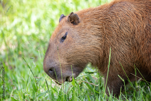 Wallpaper Mural A Capybara (hydrochoerus hydrochaeris) walking on bare ground against a blurred natural background. Torontodigital.ca